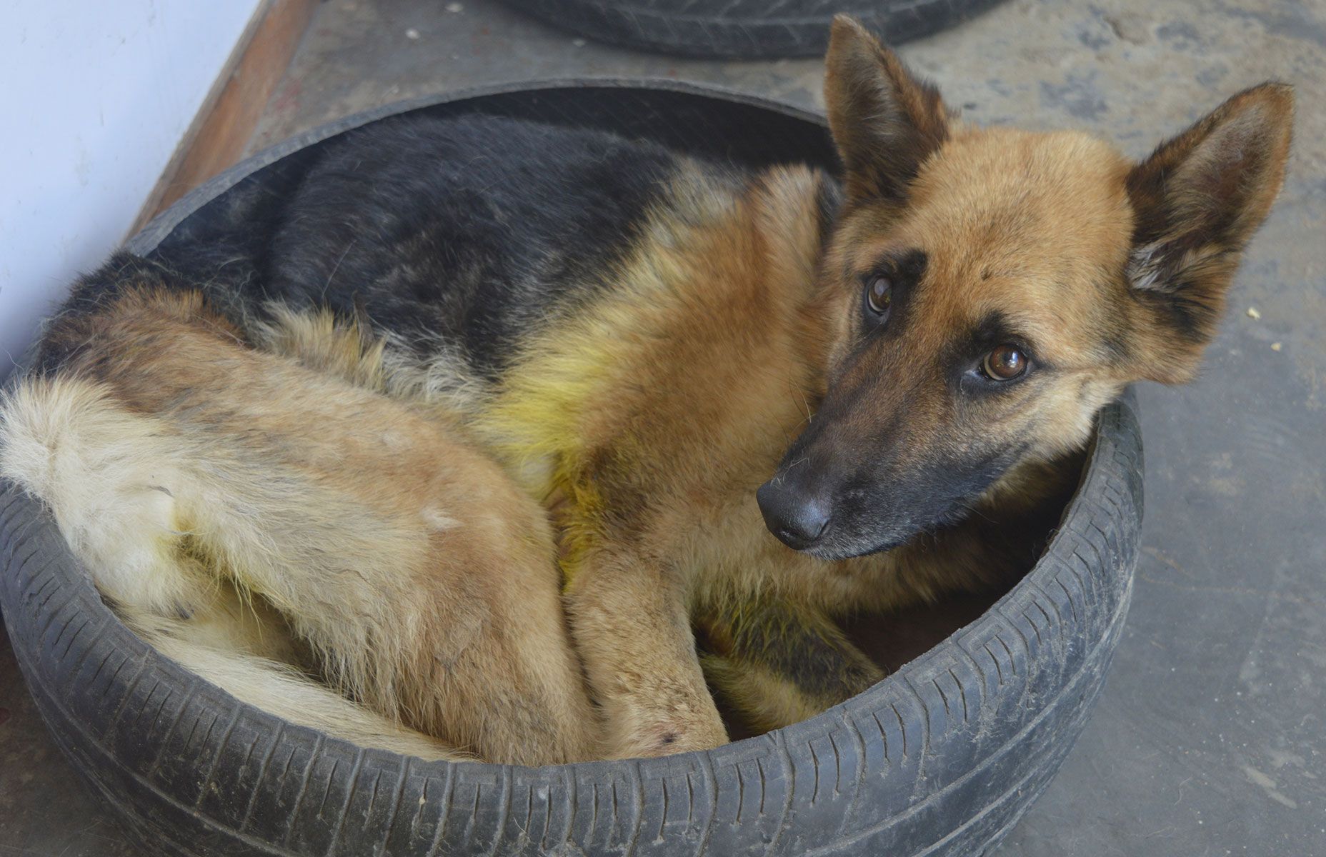 Criminal Code Of Nepal Animals