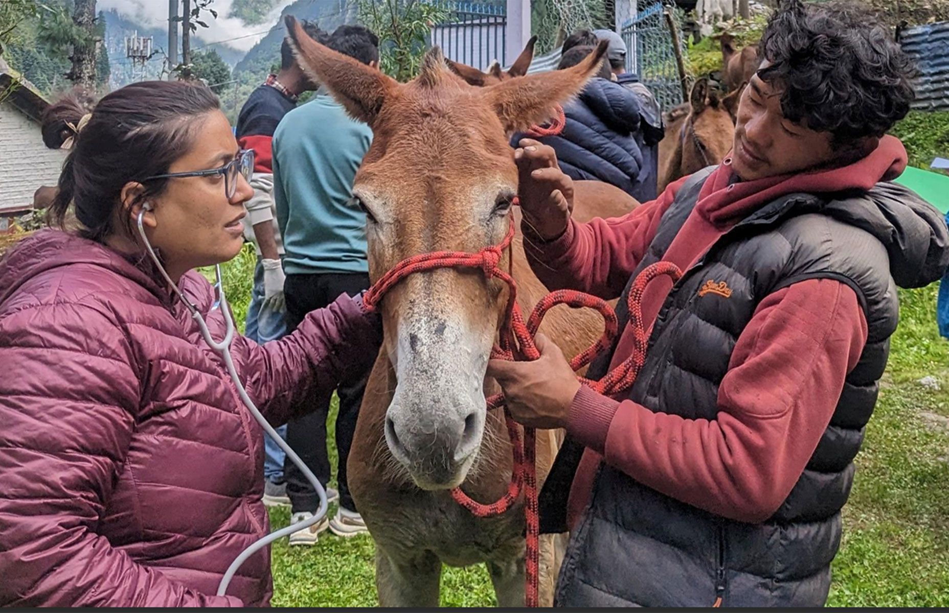One Health – One Wellbeing Animal Health & Conservation Training Workshops & Animal Health Clinics in Manang District