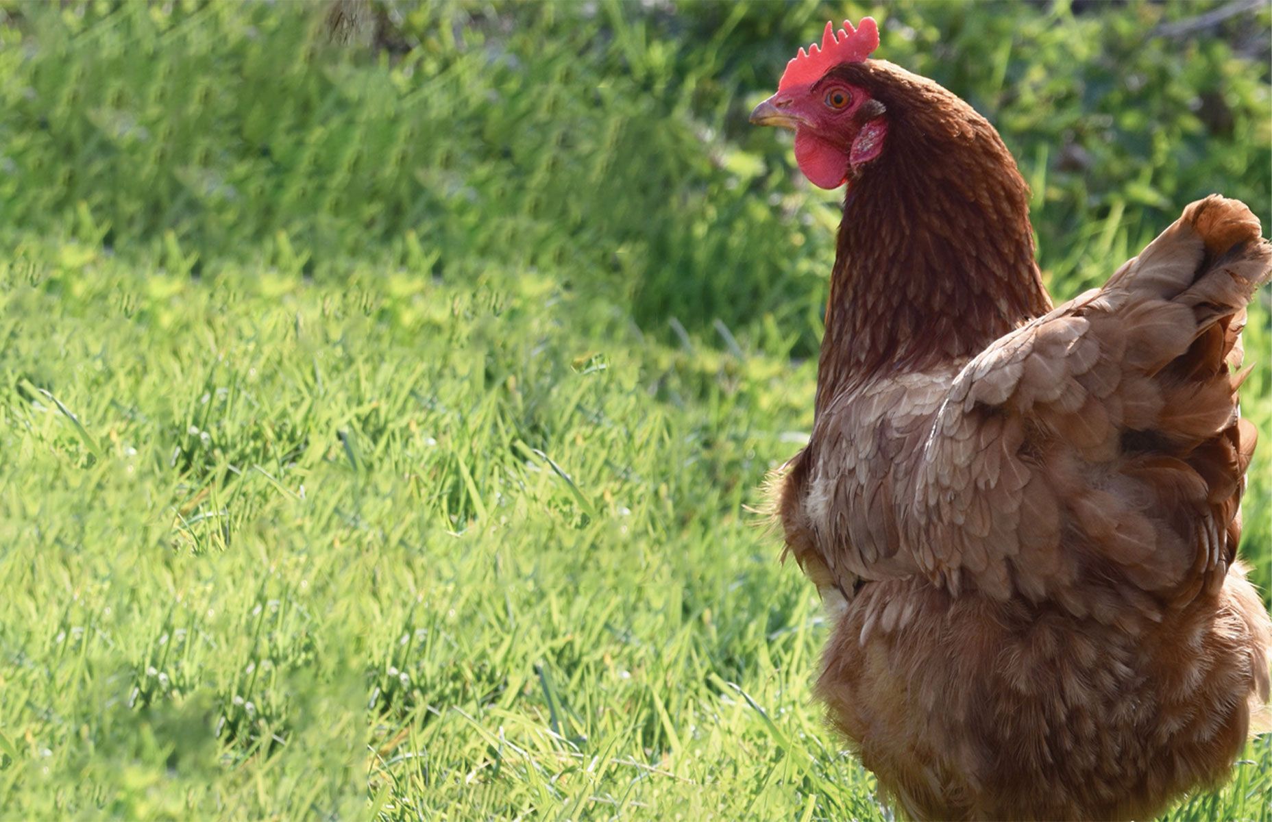 The Hen’s Journey - More Than Just a Label