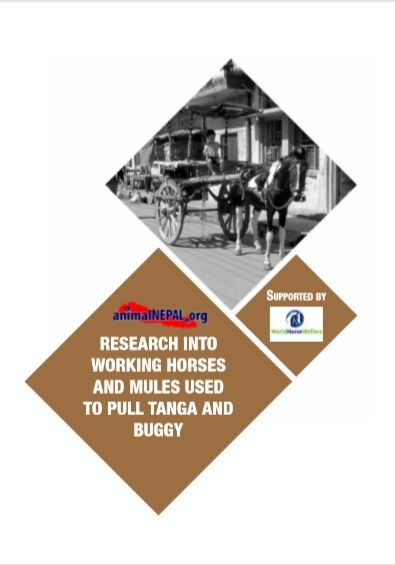 Research into Working Horses Mules