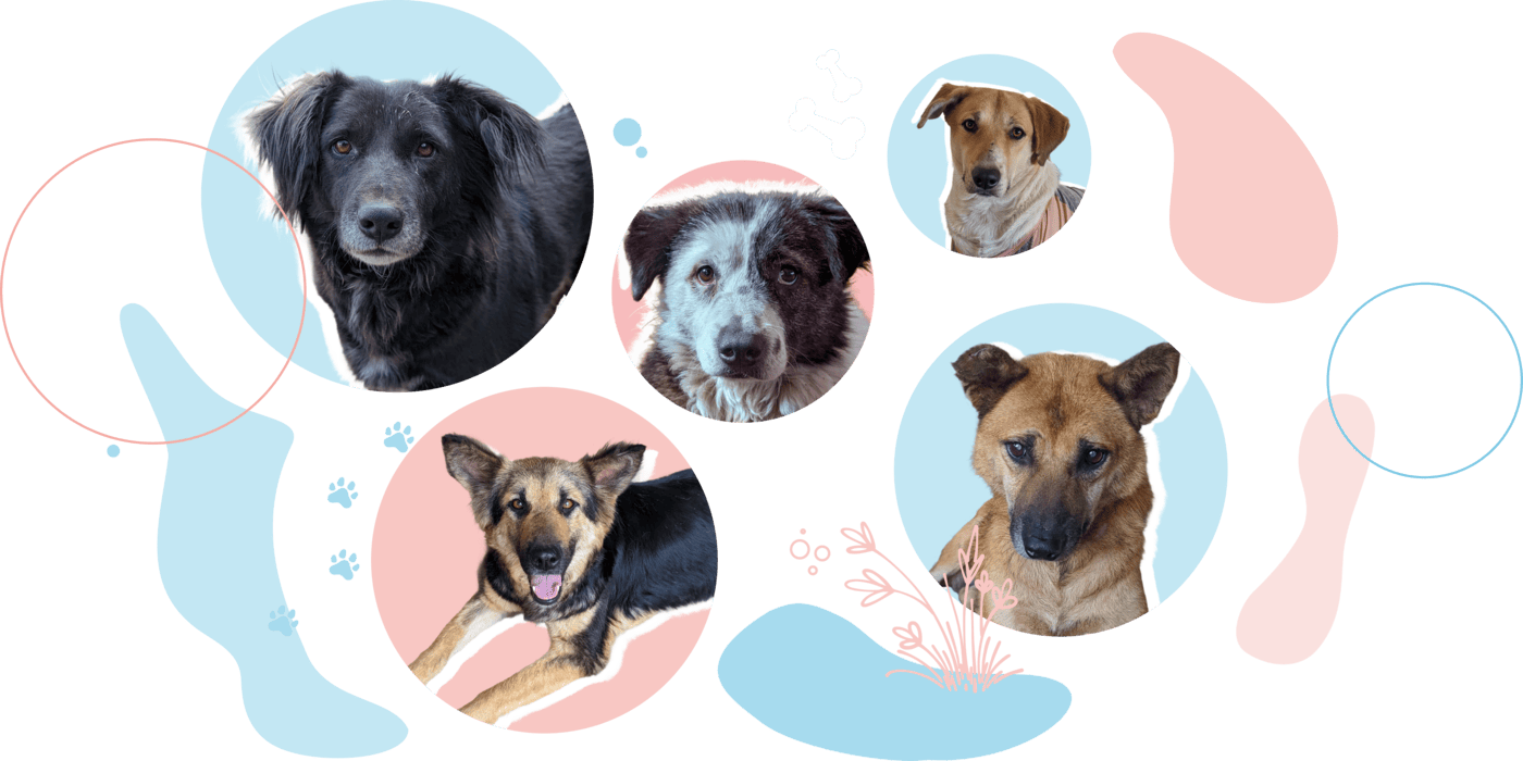 Journey to adoption