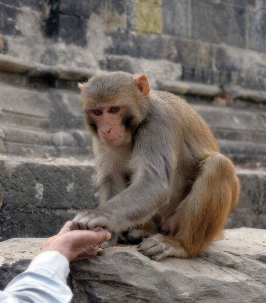 Stop monkey business