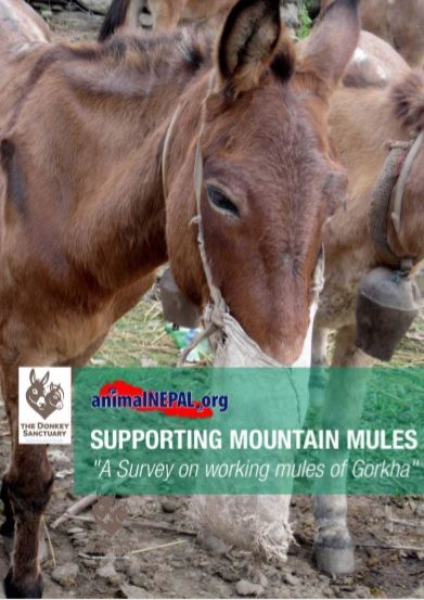 Mountain Mules