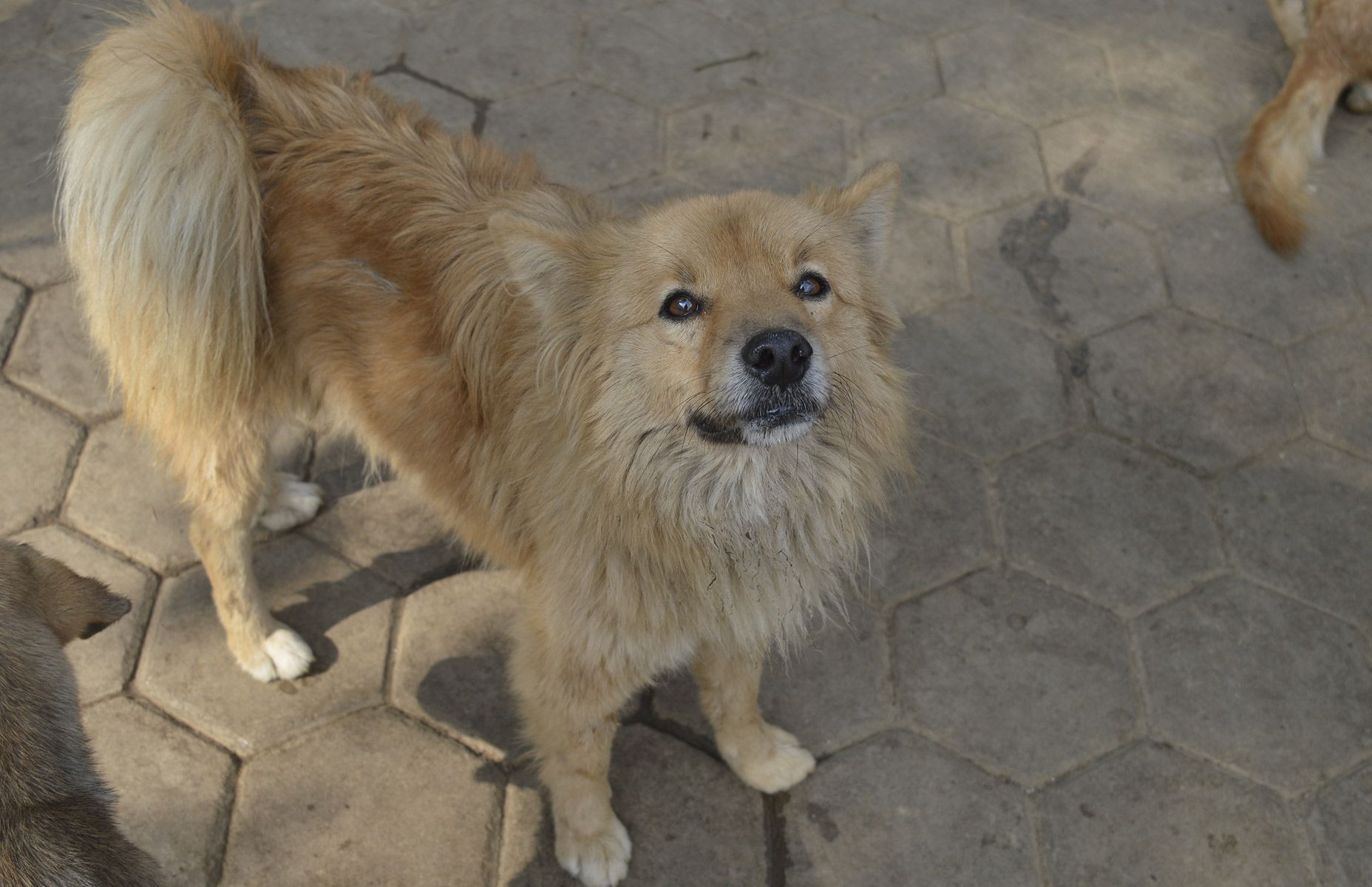 Animal Nepal dog sponsorship program