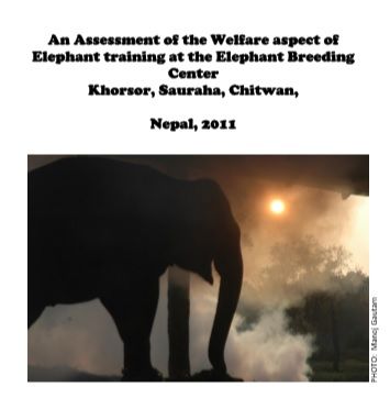 Elephant Welfare