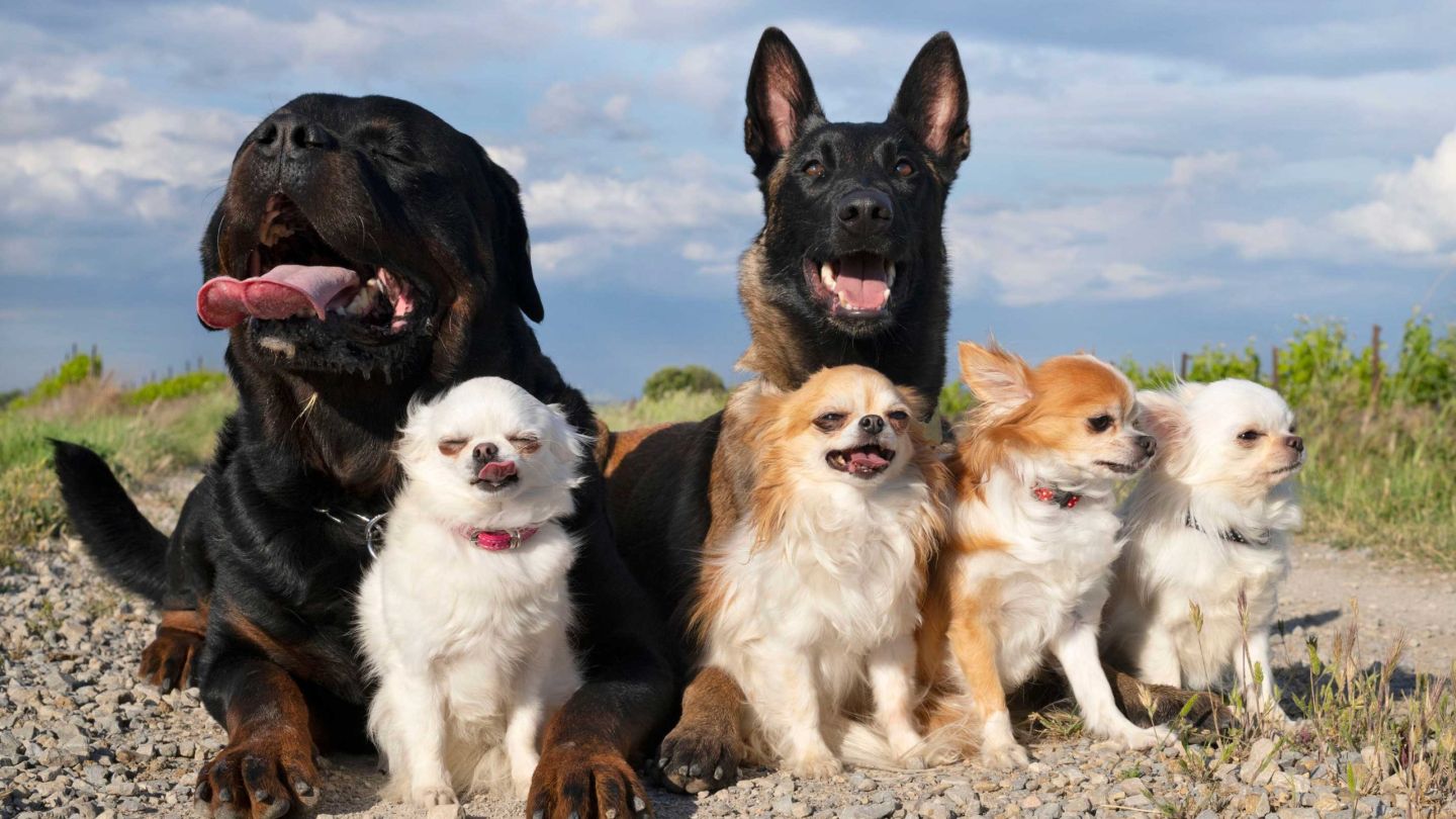 view-dogs-field-against-sky