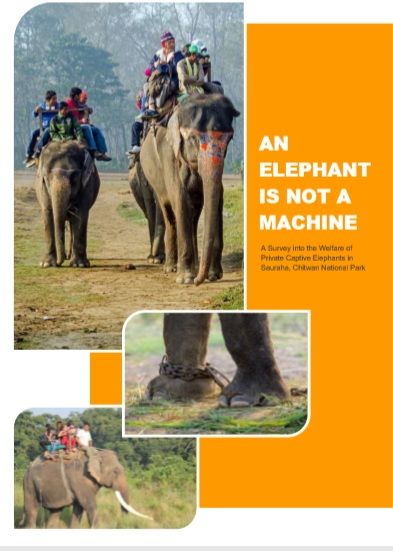 Elephant Welfare
