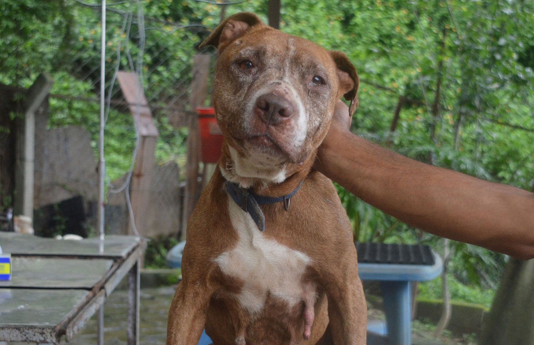 Assessment of the dog breeding industry in Kathmandu, 2021
