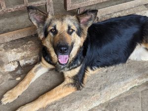 Luto Ama