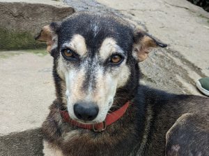 Mikki